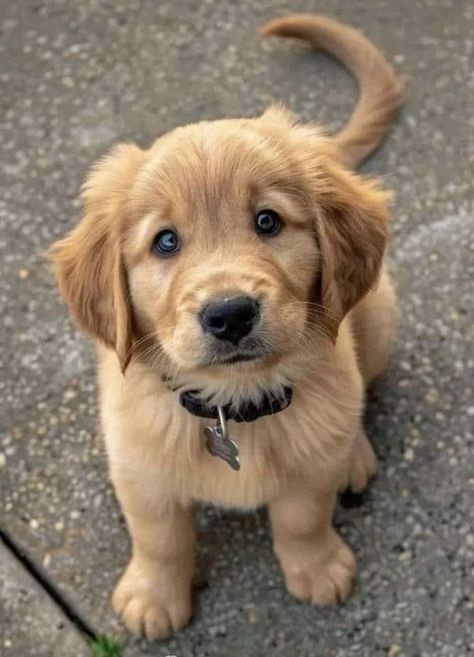 Golden Puppies, Cute Dogs Images, Cute Dog Photos, Cute Animals Puppies, Very Cute Dogs, Cute Dog Pictures, Golden Retriever Puppy, Golden Retrievers