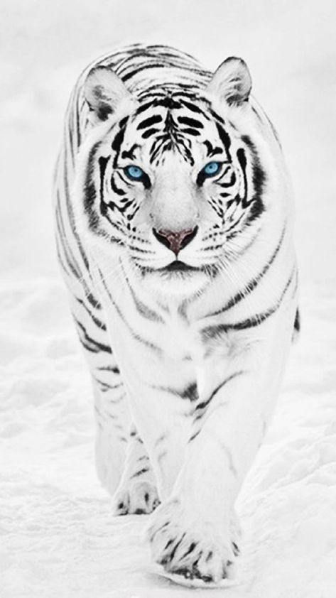 White Tiger Pictures, White Tiger Tattoo, Tatoo Dog, Rare Albino Animals, Portrait Iphone, Snow Tiger, Tiger Photography, Tiger Portrait, Purple Tiger