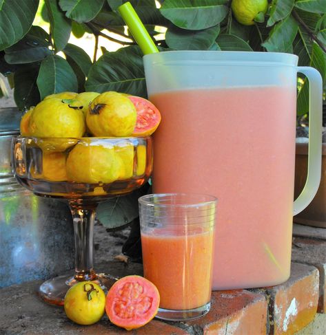 Pink Guava Tree, How To Make Guava Juice, Guava Syrup Recipe, Guava Nectar Recipes, Fresh Guava Recipes, Guava Juice Recipe, Guava Drink, Guava Nectar, Guava Recipes