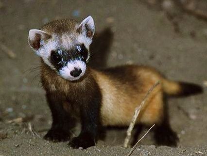 Baby Ferret Black Ferret, Ferret Videos, Black Footed Ferret, Swift Fox, Baby Ferrets, Cute Ferrets, Animal Activism, Prairie Dog, Baby Black