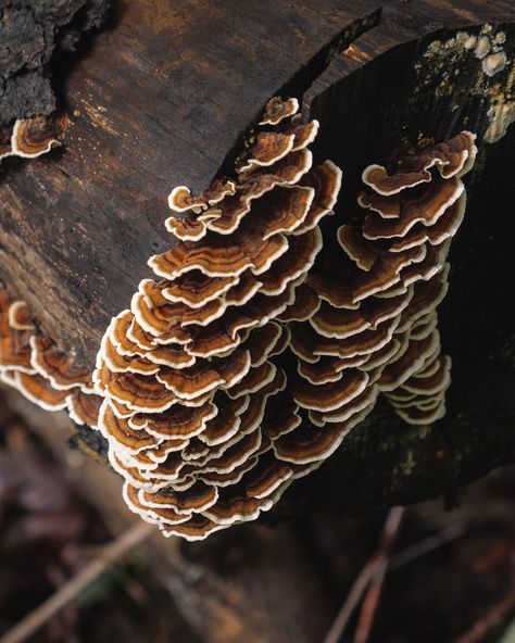 Turkeytail Mushrooms, Mushrooms On Log, Fungi Identification, California Animals, Mushroom Shelves, Turkey Tail Mushrooms, Mushroom Cottagecore, Wild Foraging, Tree Stem