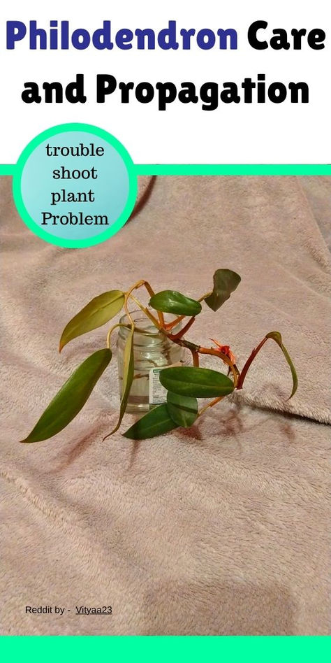 "propagating philodendron, philodendron propagation, propagating plants, 
plant propagation, soil propagation, water propagation, growing 
philodendron, philodendron care, indoor plants, houseplant propagation, 
gardening tips, plant parenting" Propagate Philodendron, Philodendron Propagation, How To Propagate Philodendron, Philodendron Propagate Water, Philodendron Birkin Propagation, Philodendron Maximum, Philodendron Plant, Plant Collection, Step Guide