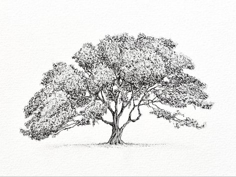 Black ink pen drawing of an oak tree. Detailed, fine line sketch. Tree Portrait artist MSillo White Oak Tree Drawing, Oak Trees Drawing, Banyan Tree Sketch, Oak Tree Drawing Sketch, Tree Ink Drawing, Oak Tree Drawings, Tree Line Drawing, Tree Portrait, Tree Drawing Simple