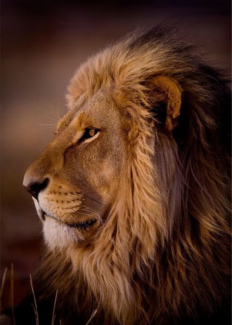 Will finish posting more lion pins later Lion Pillow, Lion Toys, Animal Jungle, Lions Photos, Lion Love, Tiger Pictures, Lion Painting, Lion Wallpaper, Lion Images