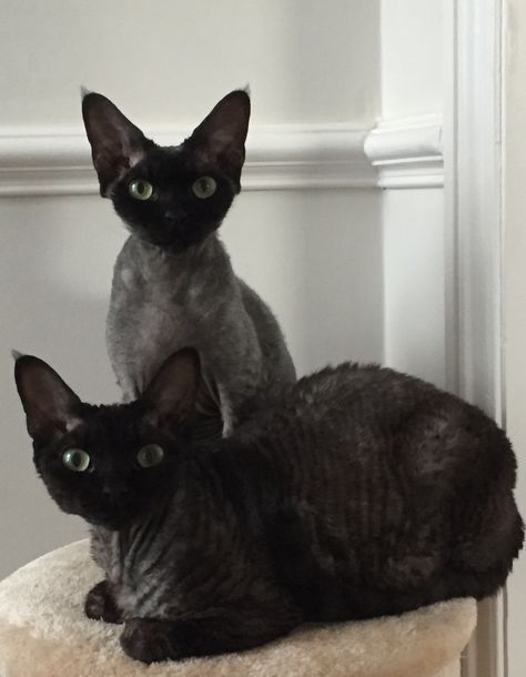 Devon Rex Cats Aesthetic, Devon Rex Cats Black, Devon Rex Aesthetic, Black Devon Rex Cats, I Miss My Cat, Devon Rex Cats, Dream's Cat, Animals Care, Rex Cat