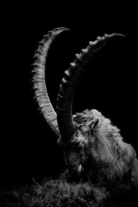 #capricorn Black Phillip, Capricorn Moon, 인물 사진, Halloween Wallpaper, An Animal, Dark Aesthetic, Dark Art, Animal Photography, A Black