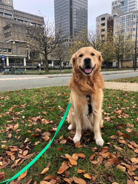 Walking Golden Retriever, Jamie Bennett, Golden Retriever Service Dog, Dog City, Walking Dogs, Walking City, City Dog, City Vibes, Nyc Aesthetic