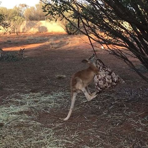 Kangaroo Enrichment, Boxing Bag, Boxing Bags, Enrichment Activities, Australian Animals, Cat Memes, Worlds Largest, Boxing, Kangaroo