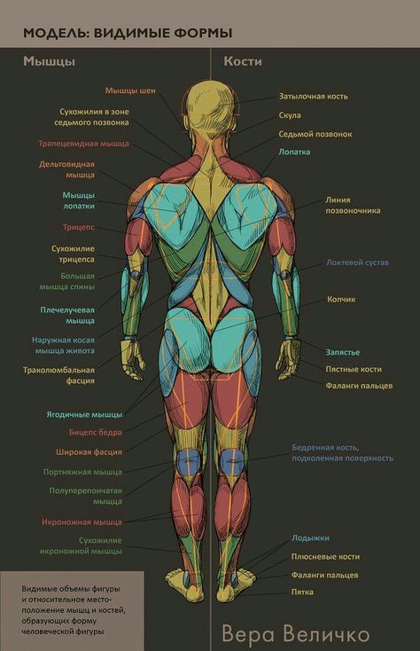 Human Anatomy Reference, Anatomy Practice, Body Study, Man Anatomy, Anatomy Sculpture, Human Body Anatomy, Anatomy Tutorial, Human Anatomy Drawing, Muscle Anatomy