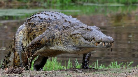 Does the Nile crocodile deserve its reputation as a vicious man-eater? Get up close and personal with Africa's largest crocodilian and find out. Crocodile Pictures, Crocodile Eating, Crocodile Species, Nile Crocodile, River Monsters, Saltwater Crocodile, Crocodiles, Reptiles And Amphibians, South Asia