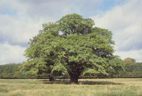 The surviving “trysting trees” are living historical landmarks that tell stories of gatherings shrouded in secrecy Narra Tree, Shady Tree, Old Oak Tree, A Discovery Of Witches, Celtic Tree, Shade Trees, Historical Landmarks, Beltane, Deciduous Trees