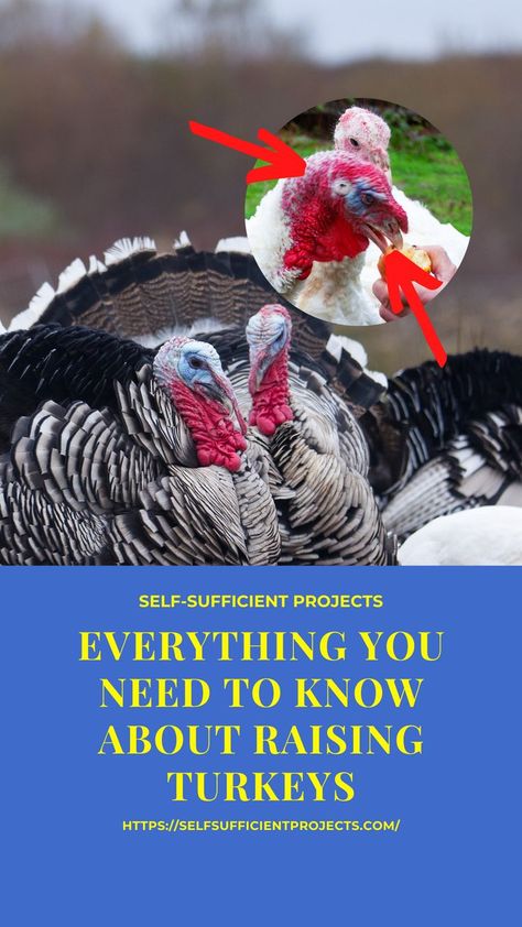 Raising Turkeys As Pets, Pet Turkey Care, Raising Turkeys With Chickens, Turkey Pen Ideas, Turkey Farming, Yard Planning, Turkey Chicks, Farm Pets, Pet Turkey