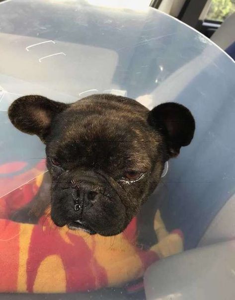 Abused French Bulldog from Puppy Mill Shows the True Meaning of Resilience French Bulldog Rescue, Heartwarming Pictures, Foster Mom, Dog Facts, French Bulldog Puppy, Puppy Mills, Different Dogs, Therapy Dogs, Dog Rescue