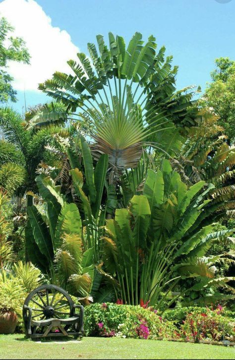 Tropical Backyard Landscaping, Small Tropical Gardens, Backyard Resort, Balinese Garden, Tropical Landscape Design, Garden Tropical, Golden Garden, Tropical Garden Design, Tropical Backyard