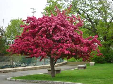 9. Sugar City Flowering Crabapple Tree, Flowering Crabapple, Prairie Fire, Crabapple Tree, Tree Nursery, Ornamental Trees, Crab Apple, Landscaping Plants, Growing Tree