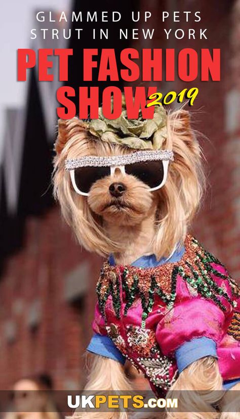 The 16th annual New York Pet Fashion Show, which was held in Hotel Pennsylvania, flauntingly exhibits dogs donning gem-studded masquerade costumes and masks including rescue dogs in need of homes. #fashion #petsfashion #newyork2019 Pet Fashion Show, Dog Fashion Show, Pet Event, Hotel Pennsylvania, Fashion Show Poster, Disabled Dog, Dog Things, Dog Fashion, Masquerade Costumes