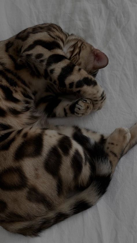 Leopard Wallpaper Aesthetic, Dream's Cat, Leopard Cat, Image Chat, Pets 3, Bengal Cat, Cat Aesthetic, Pretty Cats, Baby Cats