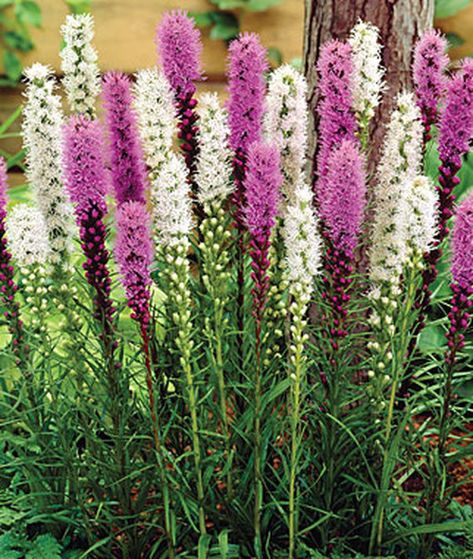 If you are looking for plumes of purple flowers for your landscape, then consider planting the native prairie wildflower Liatris spicata, commonly called blazing star. This heat loving native perennial attracts butterflies, bees, and other pollinators and flourishes when other plants are wilting under the summer sun. Find out how to grow and care for blazing star flowers now on Gardener’s Path. #blazingstar #liatris #gardenerspath Blazing Star Flower, Liatris Spicata, Blazing Star, Spring Hill Nursery, Summer Bulbs, Butterfly Plants, Attract Butterflies, Bulb Flowers, Flowers Perennials