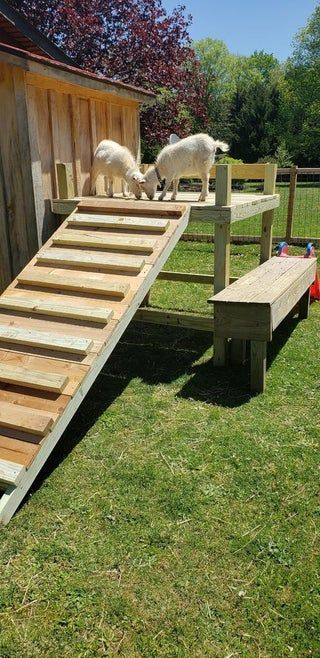 Goat Playground Ideas Diy Pallets, Goat Platform, Farm Volunteering, Goat Tower, Goat Ideas, Tire Playground, School Farm, Goat Playground, Farm Facts