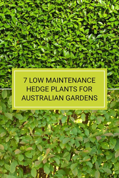 Searching for low maintenance hedge plants for your garden in Australia? Check out our list featuring the top 7 options! Great choices include Murraya, renowned for its fragrant blooms, and the versatile Photinia which offers vibrant red foliage. Perfect for adding some privacy and greenery without the fuss. Learn why Lilly Pilly and Sweet Viburnum might be perfect for your backyard setup. Swipe through to discover which hassle-free hedges will work best for you and visit the full article for detailed plant care tips. Hedging Plants Australia, Sweet Viburnum, Hedge Plants, Australian Gardens, Lilly Pilly, Privacy Hedge, Ultimate Backyard, Hedging Plants, Plant Care Tips