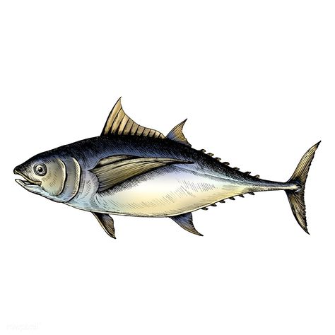 Hand drawn tuna fish | premium image by rawpixel.com Tuna Drawing, Tuna Illustration, Fish Vector, Tuna Fish, Lake Travis, Fish Illustration, Water Animals, Fishing Quotes, Lake Fishing