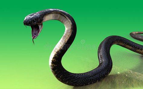 Snake Attacking, Animals Reference, King Cobra Snake, Aesthetic Character, Snake Photos, Ap Drawing, Color Mixing Chart, Lion Wallpaper, Cobra Snake