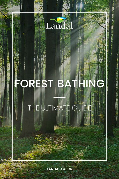 A beautiful, lush forest with the sunlight shining between the branches onto the forest floor. Forest Bathing Benefits, Wellness Practices, Shinrin Yoku, Forest Bathing, One With Nature, Mental Wellbeing, Life Expectancy, Lower Blood Pressure, Health Check