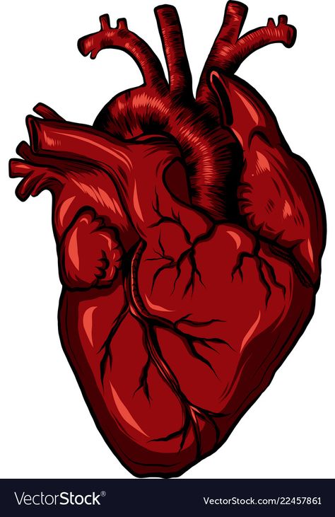 Real Human Heart, Muscle Illustration, Vintage Surgery, Hearts Pictures, Heart Vector Illustration, Real Heart, Life Sketch, Heart Anatomy, The Human Heart