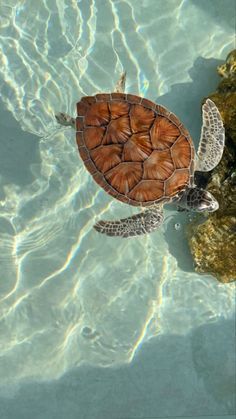 Turtle Wallpaper, Cute Summer Wallpapers, Summer Wallpapers, Beautiful Ocean Pictures, Ocean Pictures, Pretty Landscapes, Ocean Vibes, A Turtle, Marine Biology