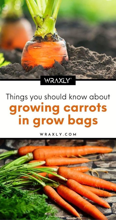 Vegetable Container Garden, Planting Carrots, Carrot Varieties, Grow Carrots, How To Plant Carrots, Growing Carrots, Plant Bags, Bucket Gardening, Garden Bags