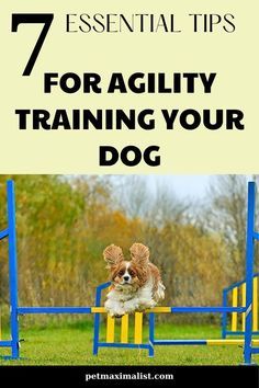 Agility Dog Training, Working Dog Breeds, Dog Agility Training, Athletic Dogs, Agility Training For Dogs, Working Dog, Therapy Animals, Agility Training, Dog Agility