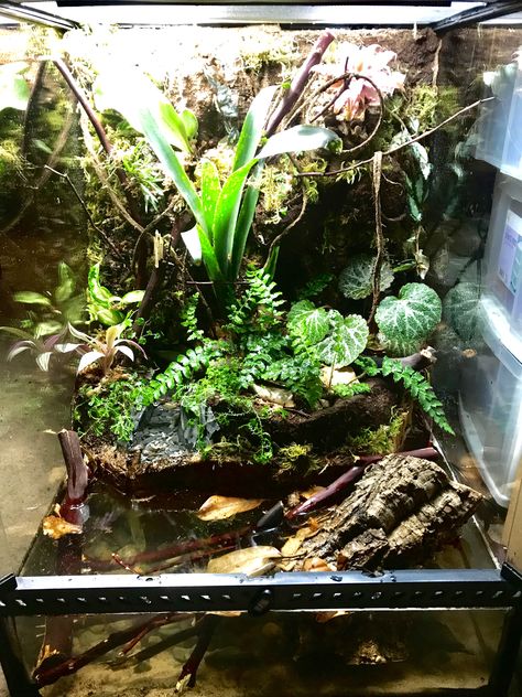 I built this Paludarium for my Vietnamese Mossy Frogs, (Theloderma corticale). Tree Frog Paludarium, Dumpy Tree Frog Terrarium, Frog Paludarium, Mossy Frog, Pet Terrarium, Frog Enclosure, Tree Frog Terrarium, Dumpy Tree Frog, Dart Frog Vivarium