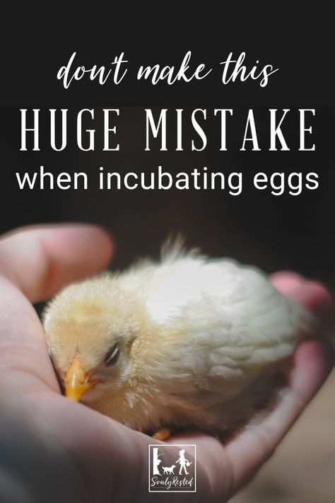 Incubators For Chicken Eggs Diy, Incubating Duck Eggs, Diy Incubator Chicken, Hatching Eggs In An Incubator, How To Incubate Chicken Eggs, Incubating Chicken Eggs At Home, Incubators For Chicken Eggs, Organic Chicken Feed Recipe, Aesthetic Chicken Coop