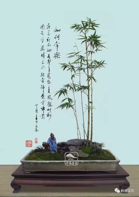 Bamboo Bonsai, Accent Plants, Bonsai Mini, Plant Arrangement, Ficus Microcarpa, Bonsai Garden, Bonsai Tree, Cool Plants, Outdoor Plants