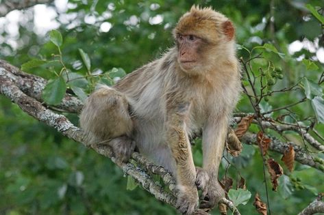 Macaque Monkey, Travel Sites, Primates, Free Pictures, Vacation Trips, Animals Beautiful, Old World, Free Photos, Animal Pictures