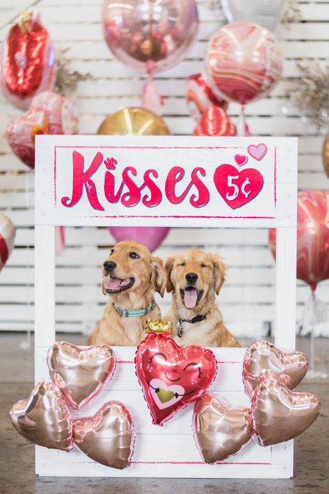 💘the puppy kissing booth is now open!💘 get everything you need to create this at home yourself! Oktoberfest Fancy Dress, Valentine Backdrop, Puppy Valentines, Valentine Photo Shoot, Puppy Portraits, Puppy Photography, Dog Kisses, Valentines Day Dog, Book Week Costume