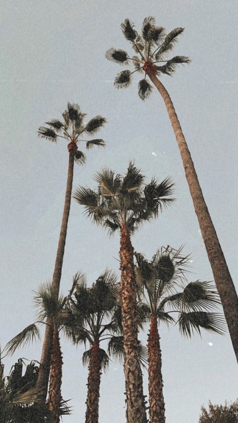 #beachvibes #boho #wallpaper #beachy #palmtrees #aethtetic #nature #california #sandiego Beachy Pictures, Beachy Wallpapers, Beachy Wallpaper, Summer Beach Wallpaper, Beach Wall Collage, Boho Background, Wallpaper Iphone Boho, Beachy Aesthetic, Phone Wallpaper Boho