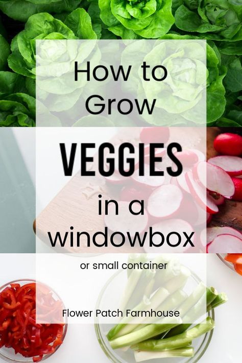 Beginner Garden, Salad Garden, Easy Vegetables, Window Boxes Diy, Window Box Garden, Growing Your Own Food, Backyard Gardens, Container Garden Design, Container Vegetables