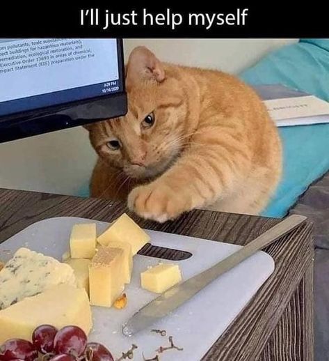 Purrfect Cat Memes For A Hissterical Start To The Day - I Can Has Cheezburger? Cheese Cat, Wet Dog, Wet Cat, Cat Memes, The Day, I Can, Take That, Cheese, Orange