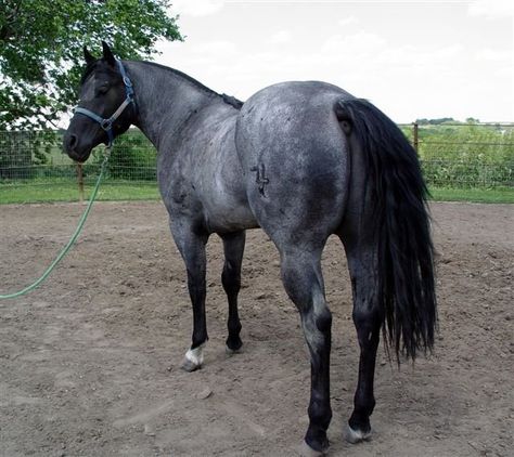 Quarter Horse stallion Zips Whip Horse Blue Roan, Roan Quarter Horse, Blue Roan Quarter Horse, Fantasy Mounts, Blue Roan Horse, Roan Horse, Horses Breeds, Stunning Horses, Quarter Horse Stallion