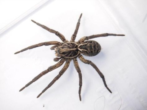 Australian Spider, Spiders In Australia, Hobo Spider, Australian Museum, Lizard Types, Arachnids Spiders, Sydney Gardens, Types Of Spiders, House Spider