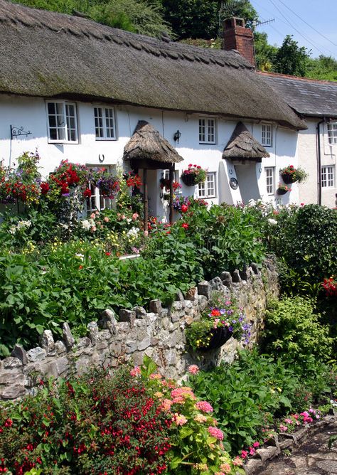 Devon thatch. A row of whitewashed thatched cottages in a Devon village , #AD, #row, #thatch, #Devon, #whitewashed, #village #ad Pisces Witch, British Cottage, English Country Cottages, Cute Cottages, Old Row, Thatched House, Little Cottages, English Cottage Garden, Thatched Cottage