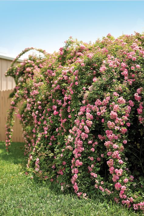 The Rose That Survived Katrina Katrina Rose, Rose Nursery, Garden Growing, Climbing Rose, Survival Gardening, Garden Decor Ideas, Plant Ideas, Rose Bush, Climbing Roses