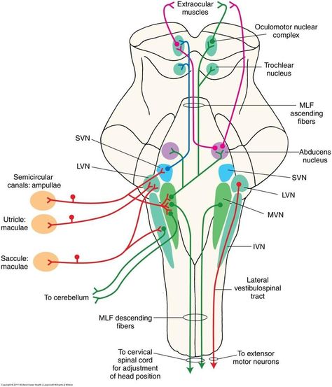 Vestibular tracts Sensory Processing Activities, Physician Assistant School, Neurological System, Vestibular System, Brain Surgeon, Basic Anatomy And Physiology, Brain Anatomy, Cranial Nerves, Brain Stem