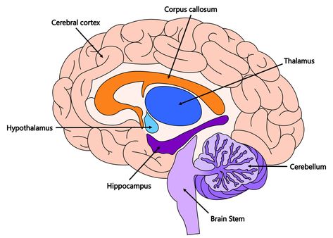 Brain Facts: Important Parts of the Brain #brain #psychology #science #kids #worksheets #education #learn Facts About The Brain, Brain Psychology, Brain Lobes, Educational Facts, Episodic Memory, Parts Of The Brain, Brain Parts, Word Ladders, Science Kids