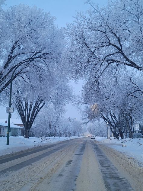 Frosty trees on a Winnipeg street Manitoba Aesthetic, Canada Winnipeg, Manitoba Travel, West Gate, Swan River, Winnipeg Canada, Canada Photography, Centennial Park, Manitoba Canada