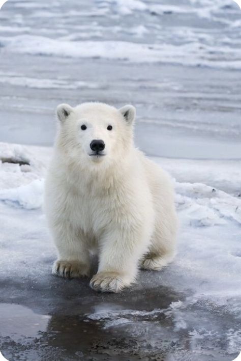 Polar Bear Images, Baby Polar Bears, White Polar Bear, Bear Bears, Cute Polar Bear, Bear Cubs, Polar Bears, Cute Animal Pictures, Animal Photo