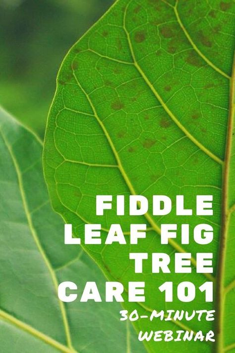 Click to register for the 30-minute Fiddle Leaf Fig Tree Care 101 webinar. Learn all about how to grow a healthy and strong Fiddle Leaf Fig Tree Plant. For more resources visit fiddleleaffigplant.com #fiddleleaffig #gardening #houseplants Prune Fiddle Leaf Tree, Fig Plant Care, Fig Leaf Plant, Fig Tree Care, Fig Leaf Tree, Fig Tree Plant, Fiddle Leaf Fig Care, Fiddle Leaf Fig Plant, Fiddle Tree