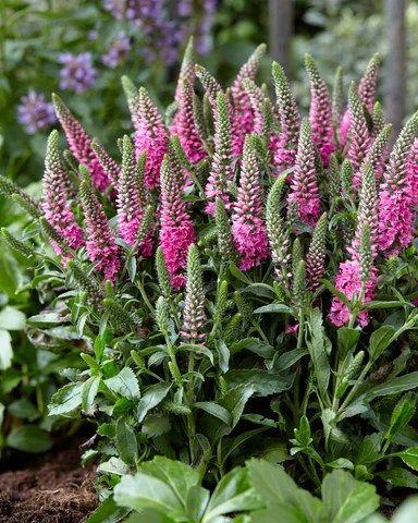 Veronica Spicata, Cottage Flowers, Bee Garden, Garden Inspo, Starter Plants, Pink Candles, Hardy Perennials, Garden Cottage, Flowers Garden