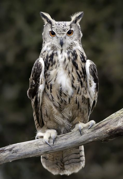 Owl Medicine, Eurasian Eagle Owl, Saw Whet Owl, Eagle Owl, Owl Photos, Owl City, Owl Pictures, Beautiful Owl, Big Bird